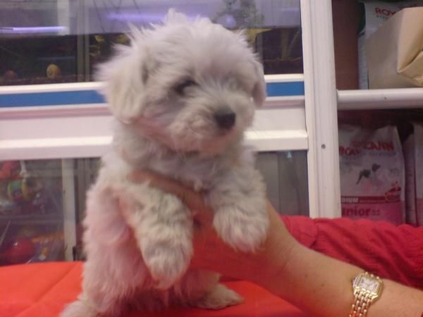 BICHON MALTES, perros, cachorros, criadero, venta.   Preciosa camada, se entrega a partir de los 2 meses. Somos un criad