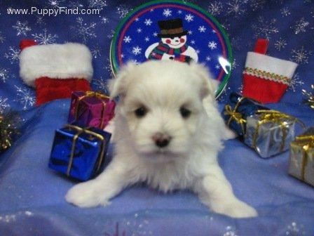 Cachorritos de bichon maltes machos y hembras pequeños  Gratis