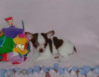 Chihuahua Babys mini