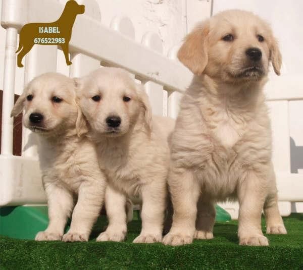 Impresionantes cachorros de Golden