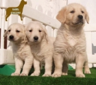 Impresionantes cachorros de Golden - mejor precio | unprecio.es