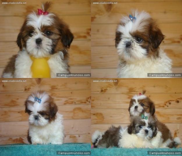 Ocasión Única Cachorritos Shiz Tzu Preciosos 300 euros