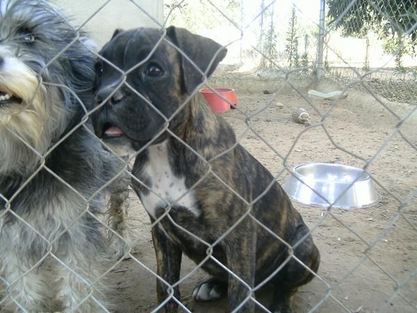 se vende cachorrita boxer