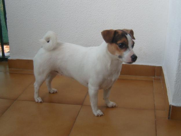 URGENTE Busco Jack Russel macho blanco para montar