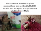 Yorshire terrier - mejor precio | unprecio.es