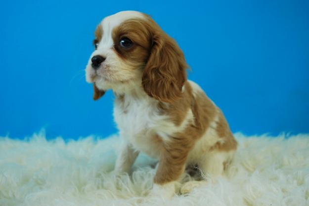 CACHORROS CAVALIER CAMADAS CON PEDIGREE