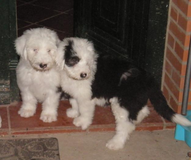 Cachorros de bobtail