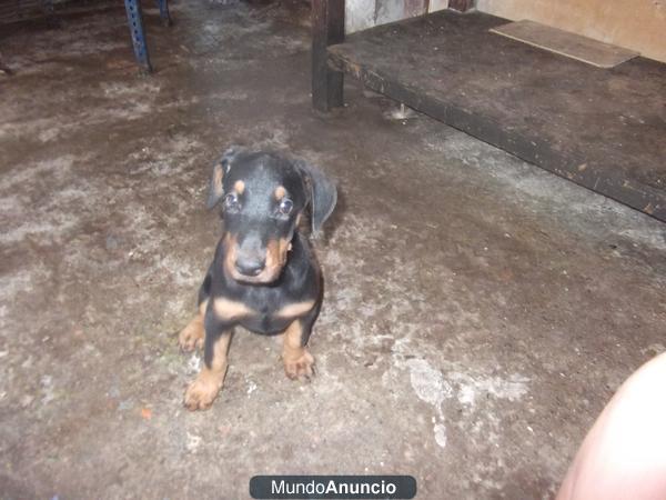 CACHORROS DOBERMANN