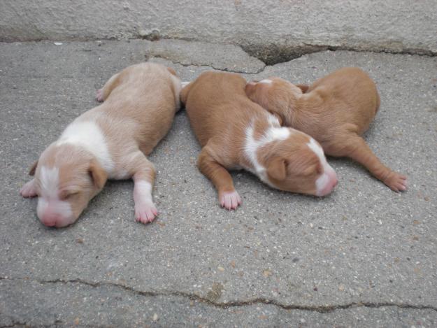 CAMBIO CACHORRO MACHO DE PODENCO POR HEMBRA