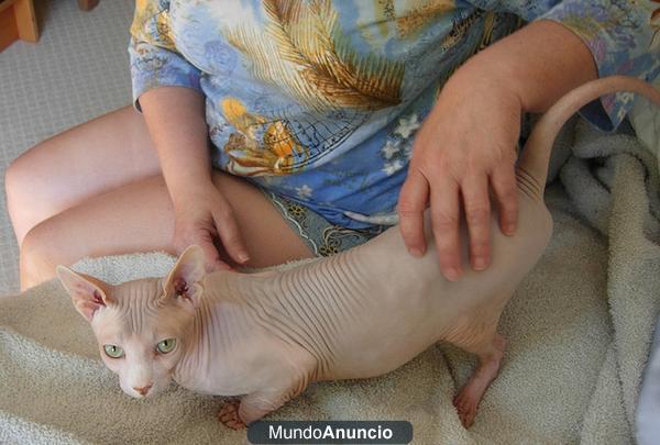 Gatos sphynx disponibles desparasitaciones, microchip certificado veterinario