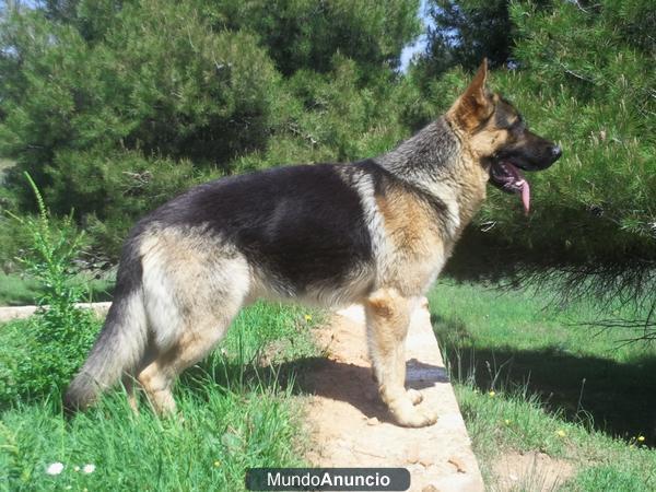 Macho Pastor Aleman para monta Madrid-Guadalajara