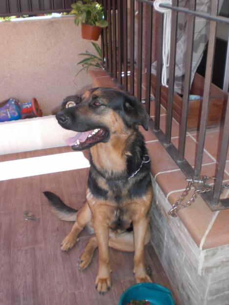 regalo perrita ,cruze de pastor aleman y rottwailer