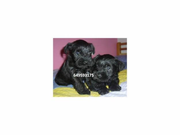 SCHNAUZER MINIS NEGROS 490€