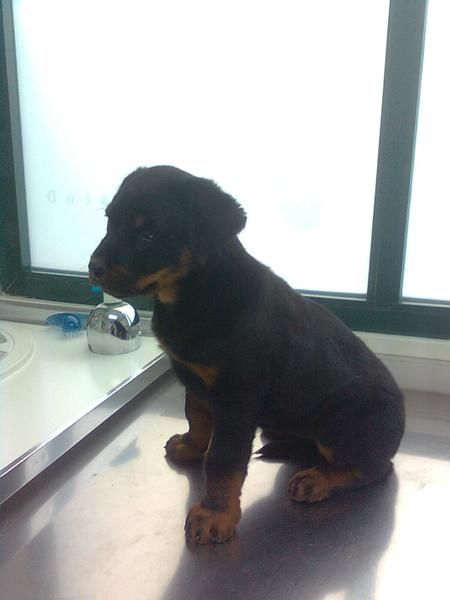 Ultima cachorra de Rottweiler preciosa!