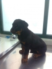 Ultima cachorra de Rottweiler preciosa! - mejor precio | unprecio.es