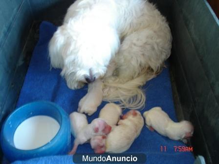 VENDO CACHORROS BICHON MALTES CON PEDIGRI