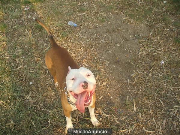 venta de pitbulls