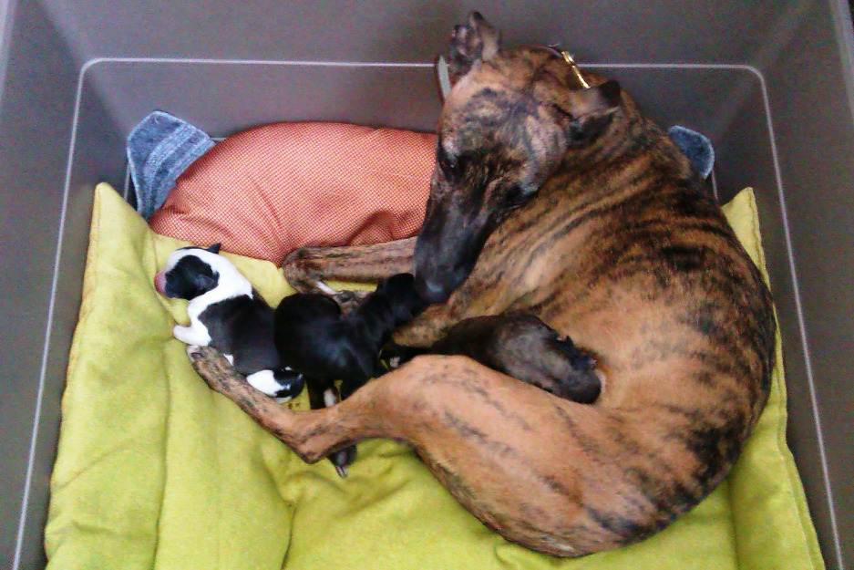 Whippet Camada