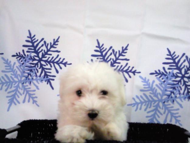 Bichon Maltes cachorros de buen caracter y pequeño tamaño