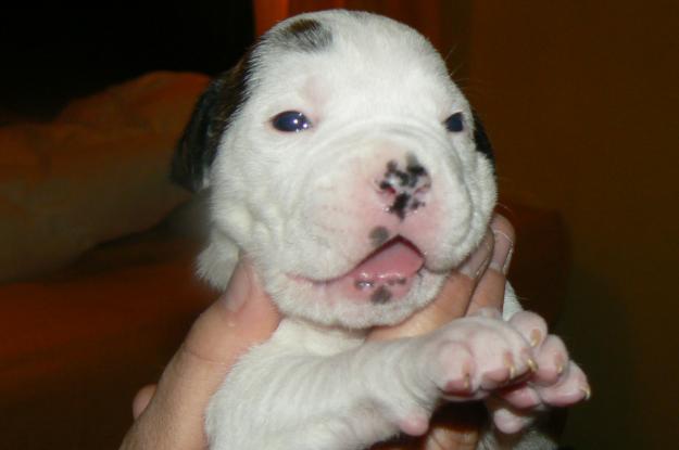 cachorros de un mes i medio de bulldog americano