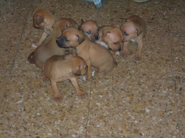 cachorros pitbull en venta