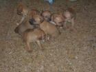 cachorros pitbull en venta - mejor precio | unprecio.es