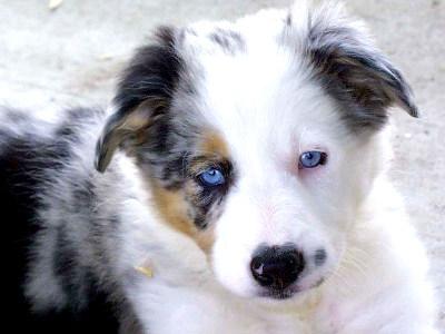 compro husky o border collie