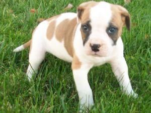 libre cachorros bulldog americano para la Navidad