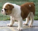 Preciosos cachorros bulldog inglés