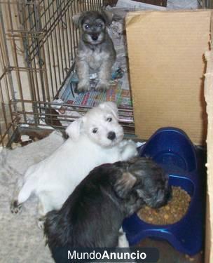 Regalo Lindos cachorros Schnauzer