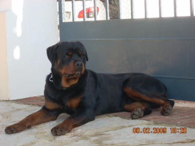 ROTTWEILER Reservas