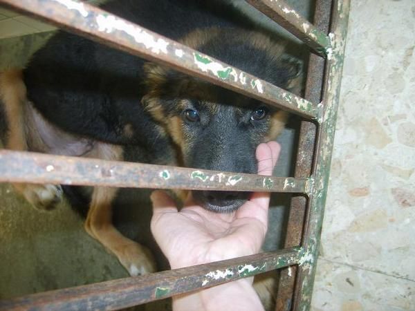 sacra perros de perreras mairana y torreblanca