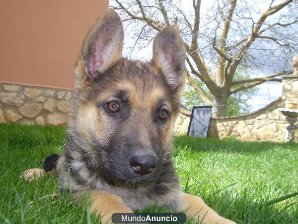 ULTIMA CACHORRA PASTOR ALEMAN CON PEDEGREE