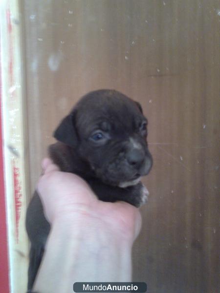 ultimos cachorros de american a 200€