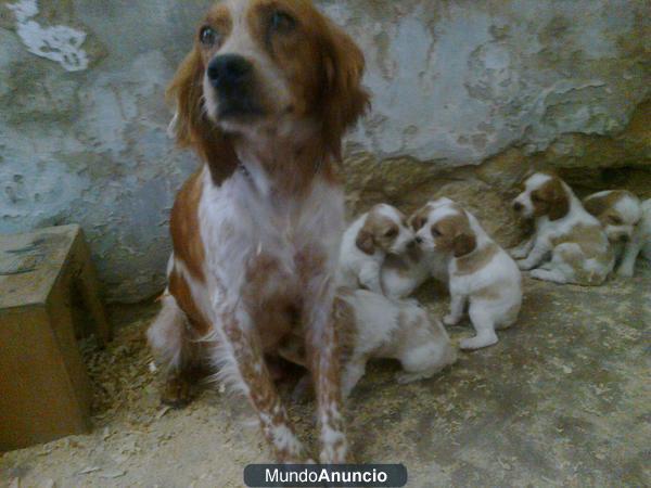 Cachorritos de Bretones