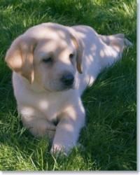 cachorritos de Labrador dorados de capricho muy buenos 50 dias