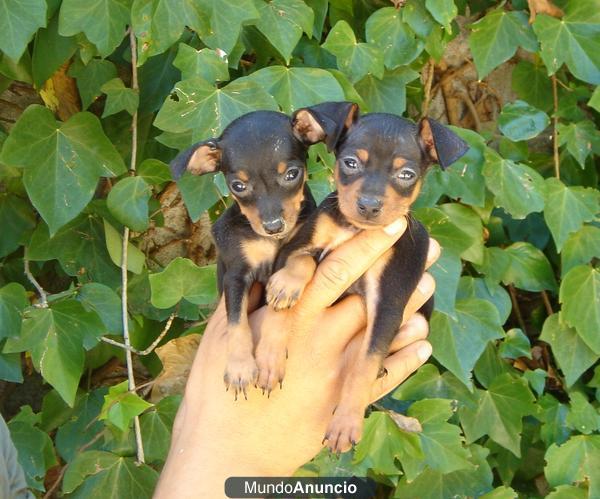 CACHORROS PINSCHER MINI 300 €