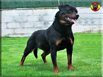 Camada de rottweiler