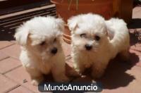 Estupendos cachorros de Bichon Maltes - España