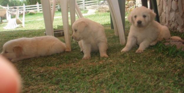 LABRADORES GOLDEN RETRIEVER