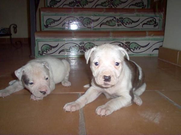 preciosa camada de americam pit bull