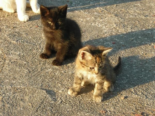 Regalo Gatitos