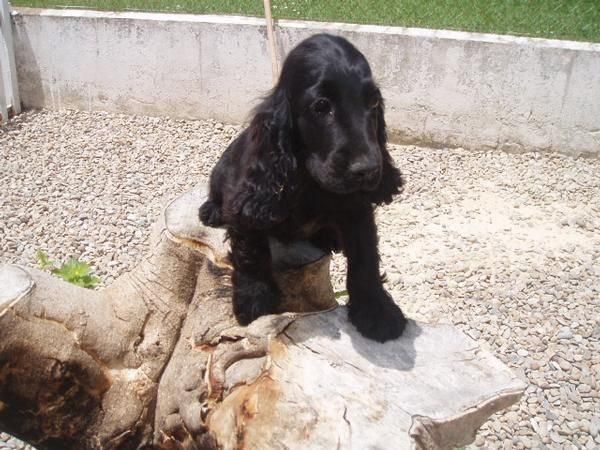 Ultimo cachorrito de Cocker Spaniel con pedigree, solo 190 euros.