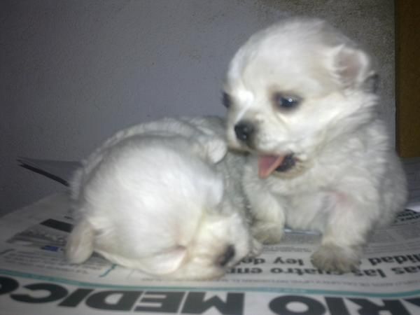 venta de cachorros westi