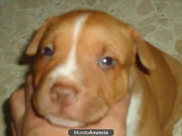 American pit-bull terrier red noise a 90 euros