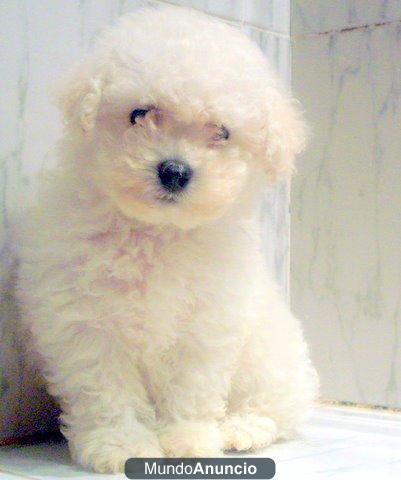 BICHON FRISE SIERRA DE GATA 651687273 LISTO PARA ENTREGAR