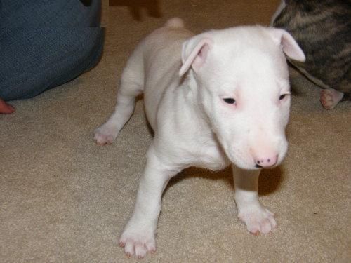 bull terrier, con buena compañía y que te hará feliz y también mantener con gran compañía