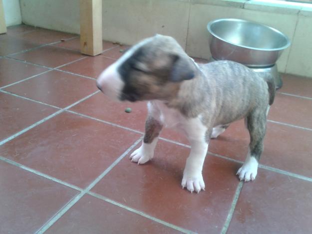 cachorras bullterrier