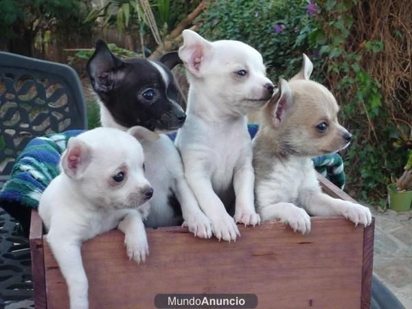 Cachorritos de Chihuahuas