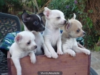 Cachorritos de Chihuahuas - mejor precio | unprecio.es